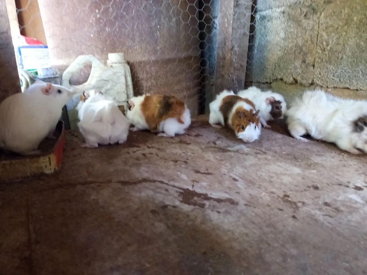 Porquinho da índia. - Foto 3