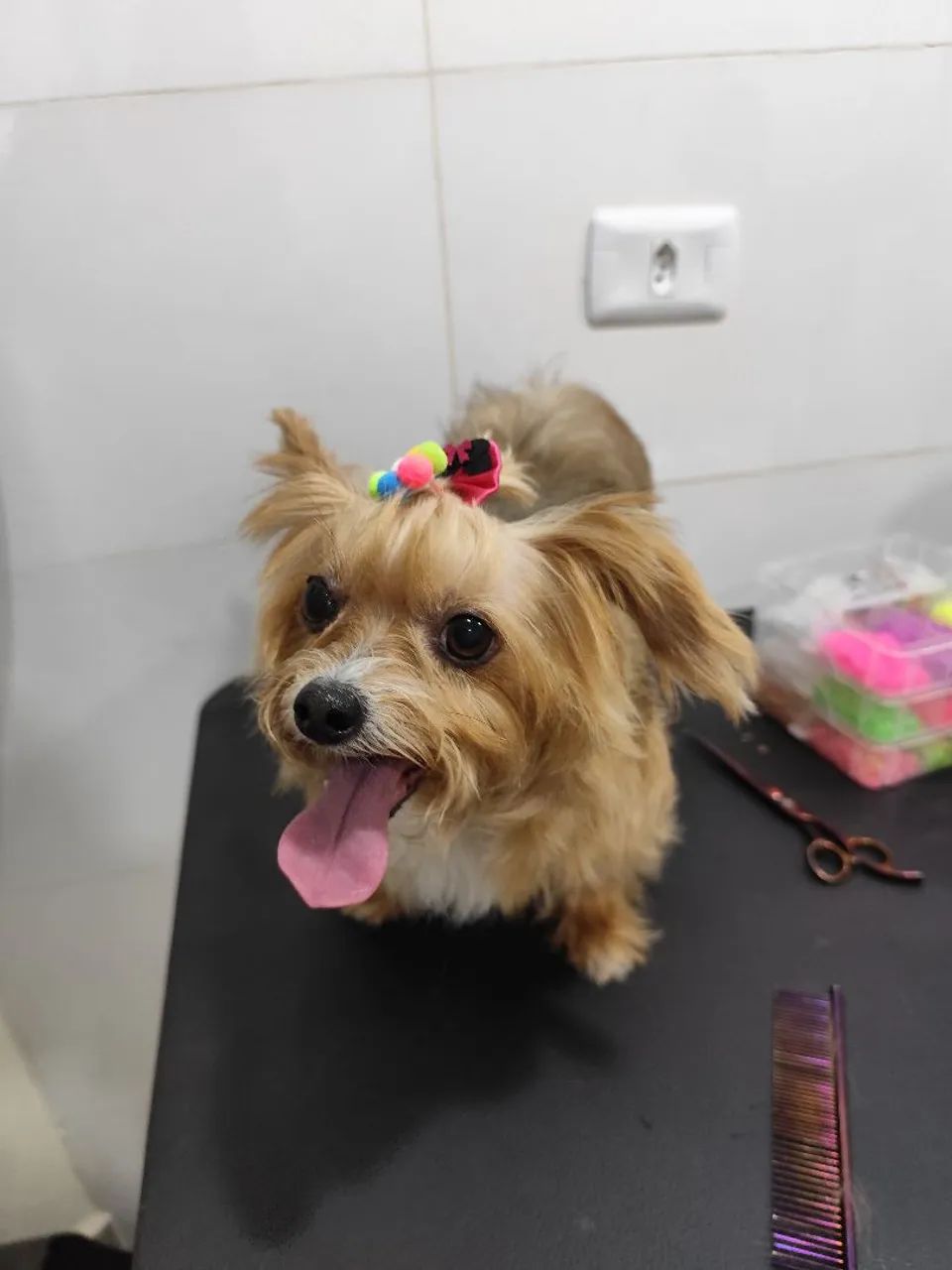Pet shop  - Foto 3