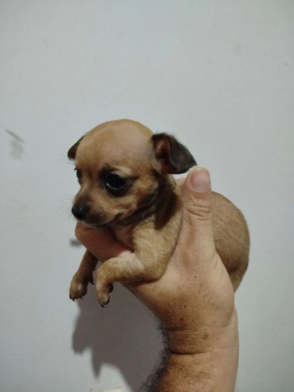 Pinscher macho  - Foto 3