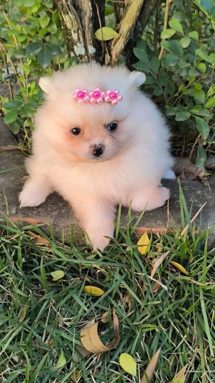 Spitz alemão  - Foto 2