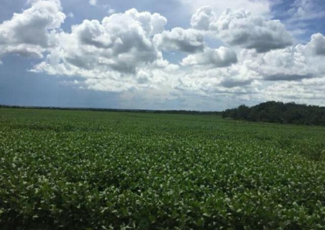 Vendo excelentes Fazendas de sojas em Tocantins