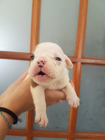 Filhotes Bulldog Inglês - Foto 5