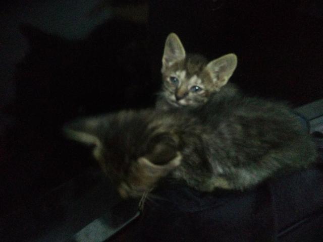 Gatos para doação (presido doar urgente) - Foto 3