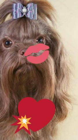 Lhasa Apso chocolate bebezinha porte mini já vacinada e vermífugada - Foto 3
