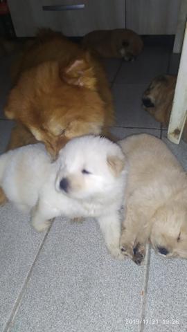 Lindos filhotes de chouchou disponível macho e fêmea - Foto 3
