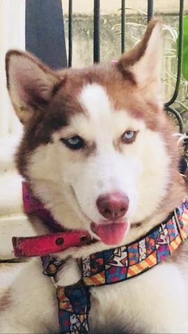 Vende-se linda husky siberiano - Foto 2