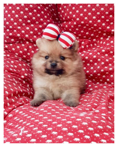 Spitz alemão Fêmeas COM PEDIGREE SUPER PEQUENINAS - Foto 3