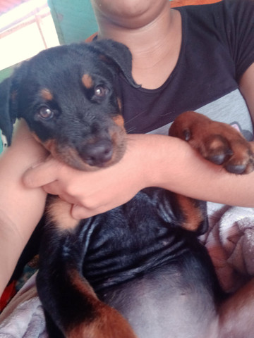 Filhote De Rottweiler fêmea - Foto 3