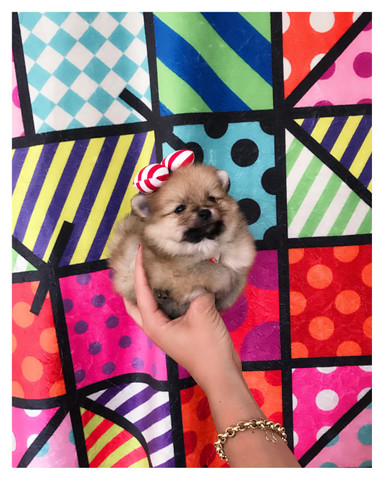 Spitz alemão Fêmeas COM PEDIGREE SUPER PEQUENINAS - Foto 5