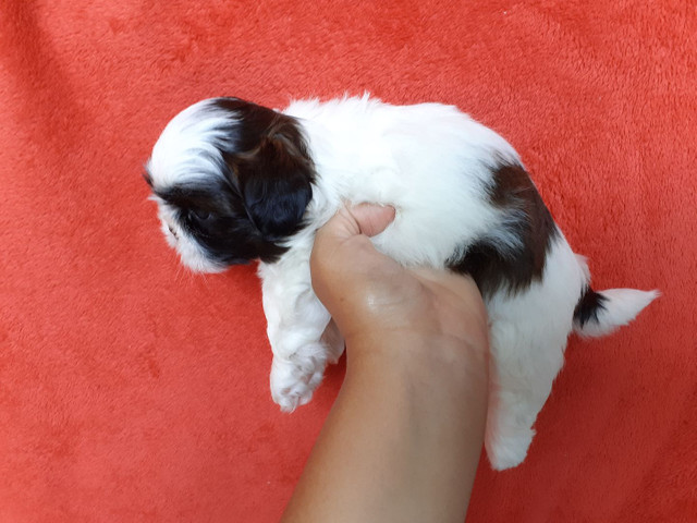 Linda filhote de Shih tzu micro. - Foto 3