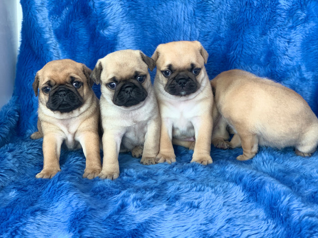 Pug com pedigree microchip em até 18x