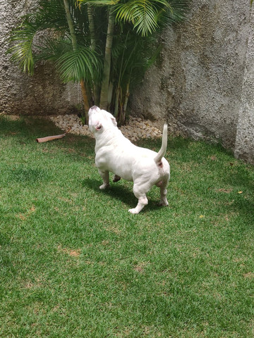 Cobertura American Bully - Foto 2