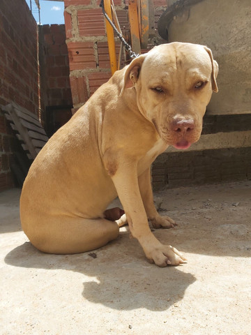 Pitbull Moster pedigree IBC - Foto 4