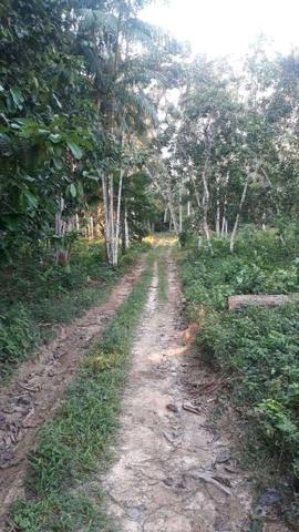 Terreno com vários igarapé em tefé-am área 500x500 - Foto 5