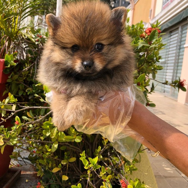 Spitz Alemão - Com pedigree - Foto 3