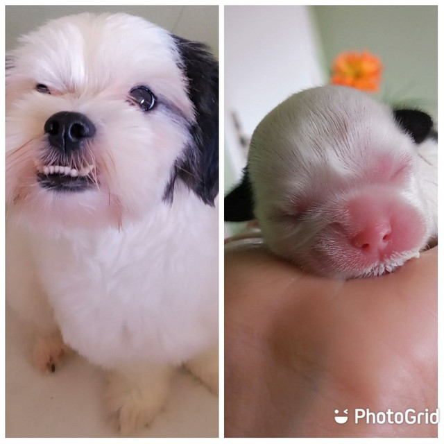 Lhasa apso