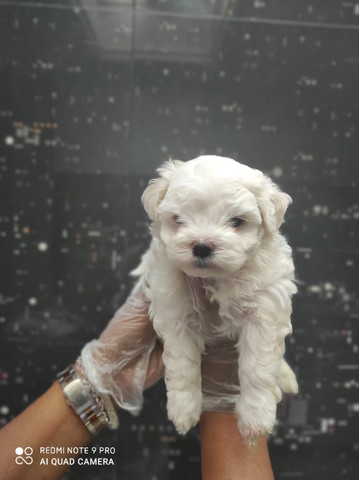 Maltês - parcelamos em até 12x - com pedigree, contrato, suporte veterinário - Foto 2