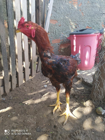Vendo frango
