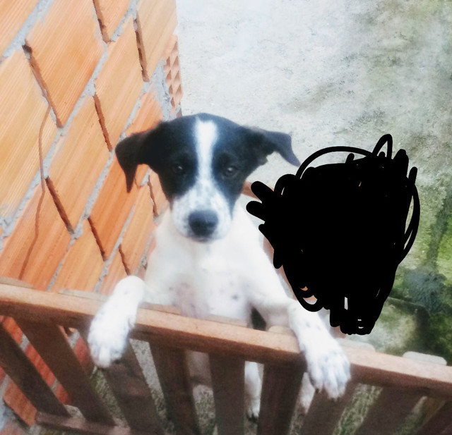 Doaçao responsavel - Foto 2