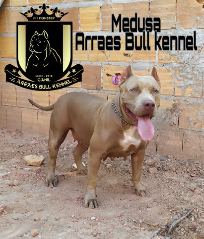 Filhotes pitbull - Foto 2