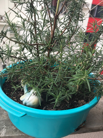 Vendo plantas