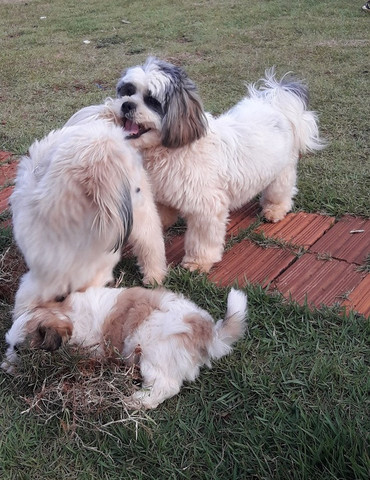 Padreador - Lhasa Apso - Foto 2