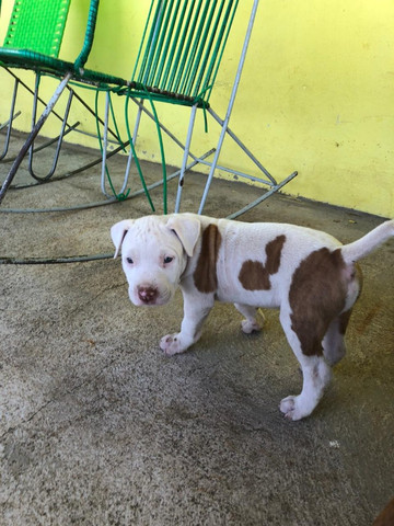 Filhotes de Pitbull - Foto 3