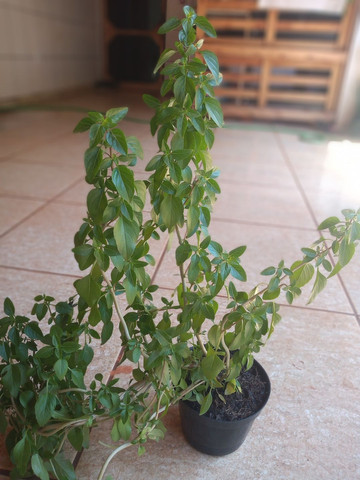 Alfavaca - Foto 2