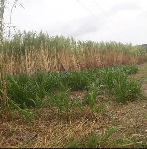 Capim curumim Brs Embrapa na  vara com gemas  - Foto 3