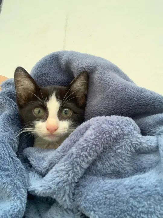 FILHOTES FRAJOLINHA ADOÇÃO RESPONSAVEL - Foto 2