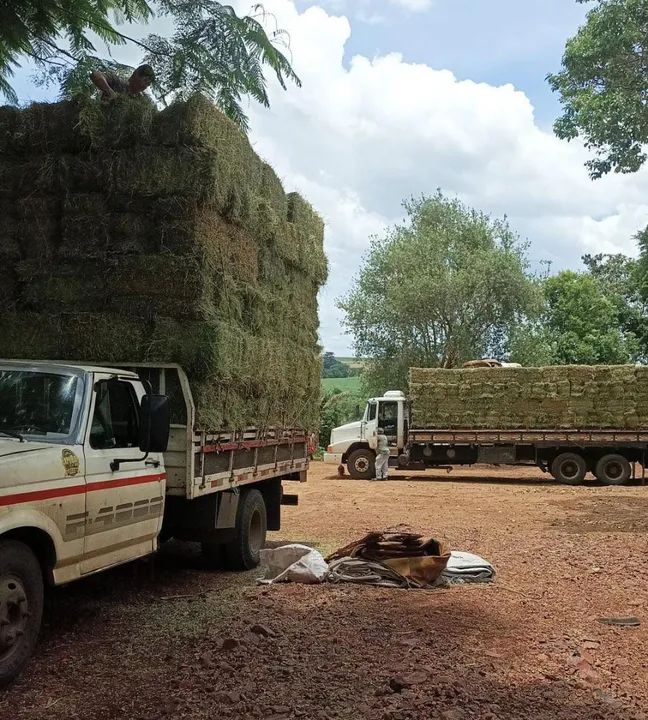 Alfafa fardo 17/20kg