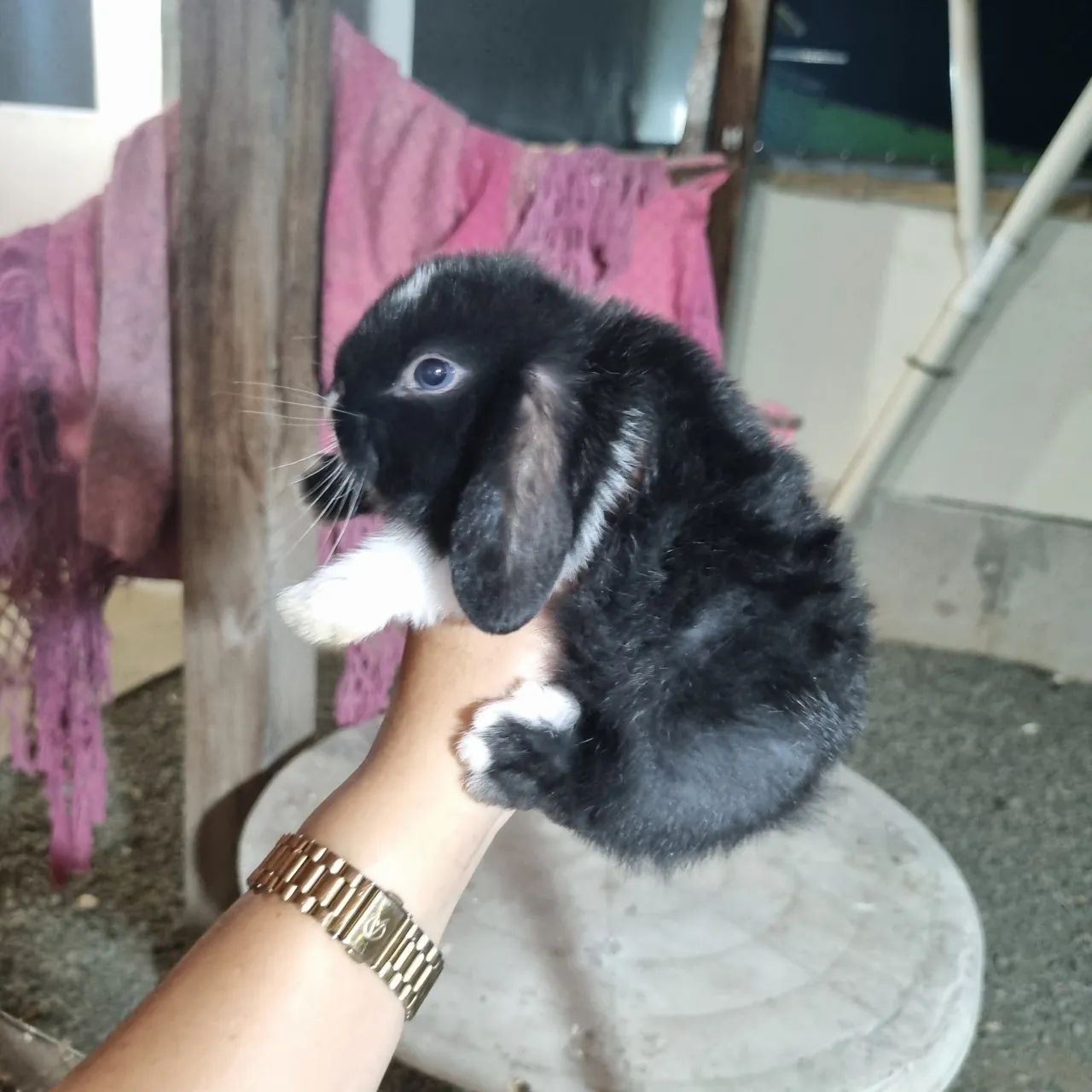 Coelhinho mini lop 