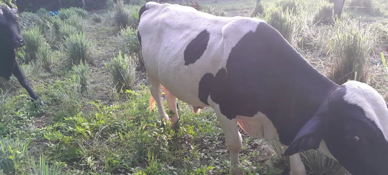 Vendo Garote  - Foto 4