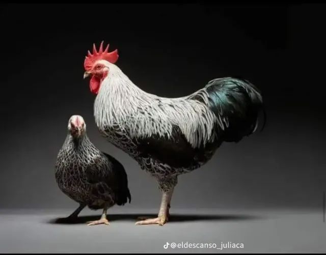 Ovos galados de galinha caipira 