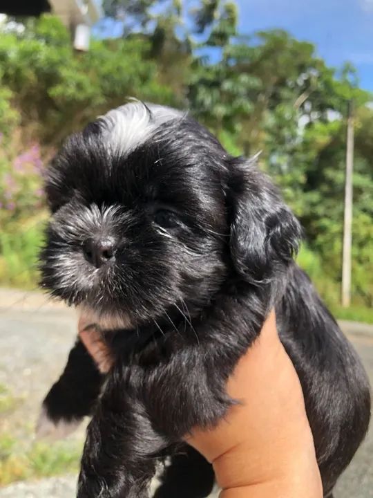 Filhote Shih Tzu - macho - Foto 6