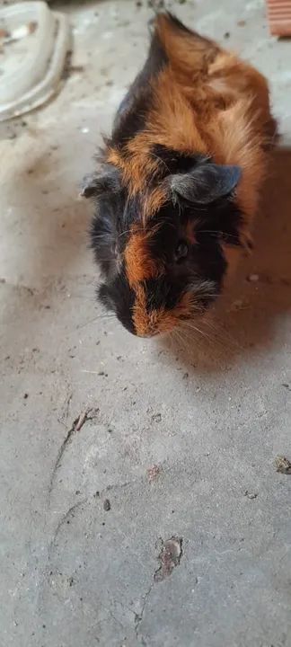 Porquinhas da índia  - Foto 2