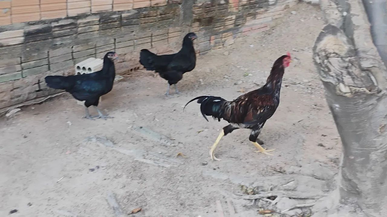 Trio de galos de raça - Foto 2