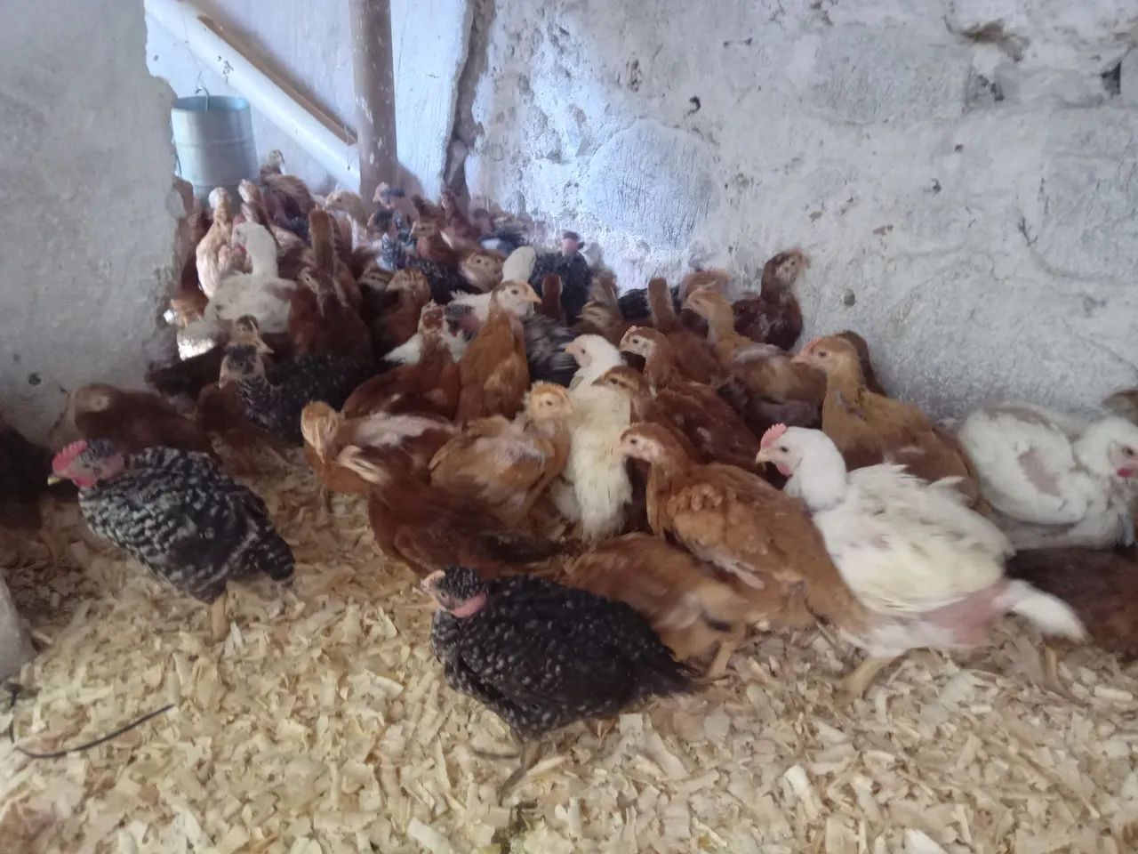 Embrapa 051 - Foto 2