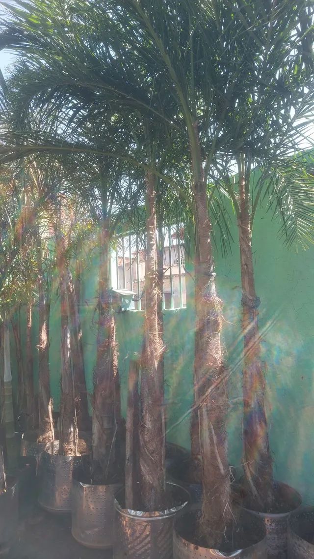 Frutíferas  e ornamentais..caja manga,cítricas Figo , Oliveira, jabuticaba, gueroba, coco - Foto 4