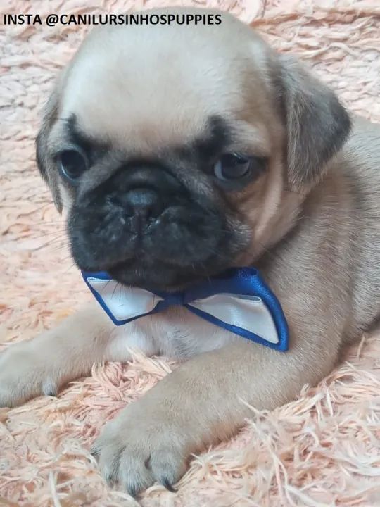 Pug filhotes disponíveis entrega mediata abrico e black  - Foto 5