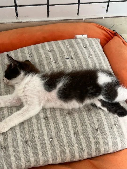 Gatinhos para doação  - Foto 6