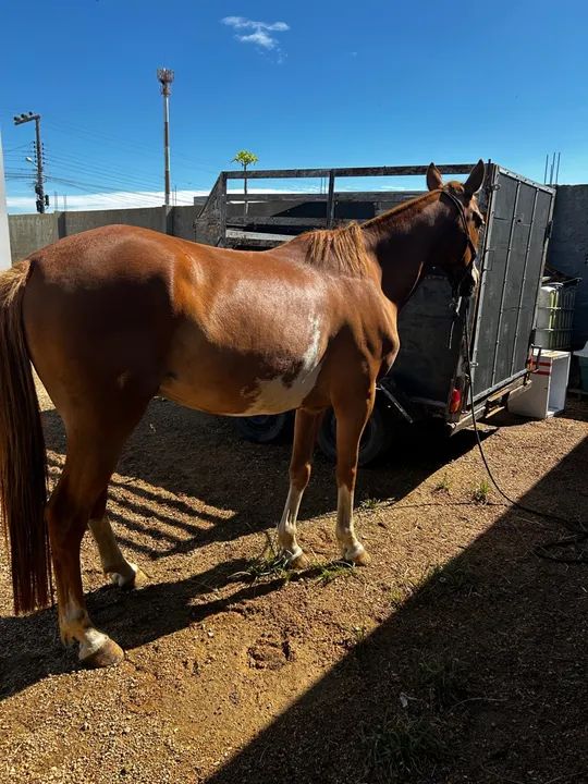 A venda quarto de milha  - Foto 3