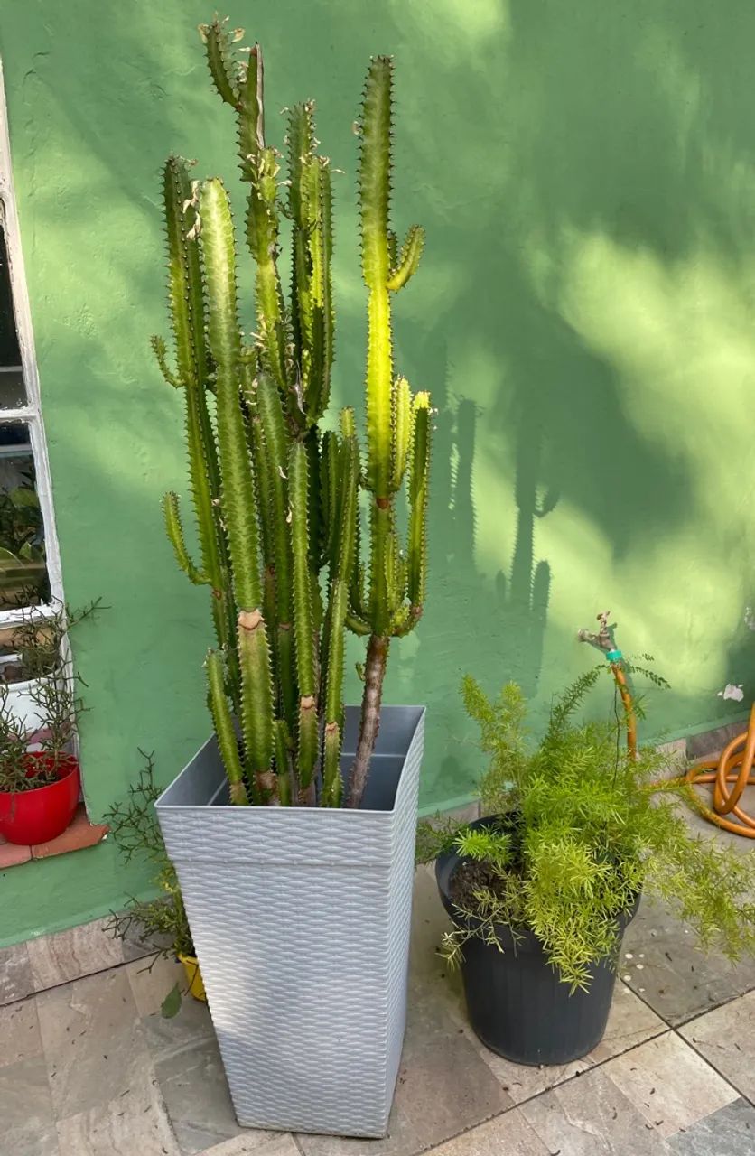 Vasos de plantas ornamentais para decoração - Foto 5