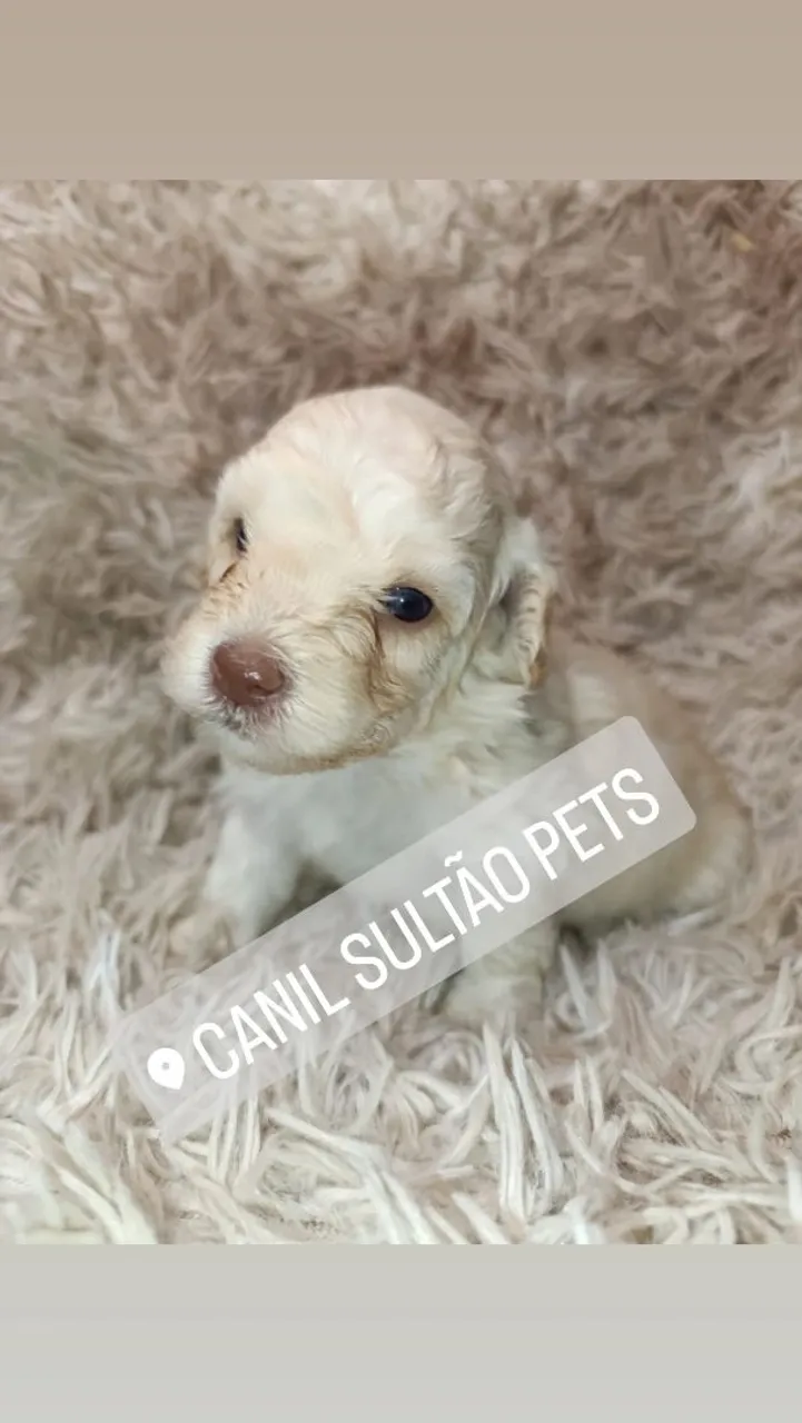 Poodle toy @canilsultaopets