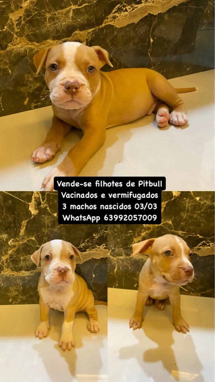 Vende-se filhotes de Pitbull - Machos