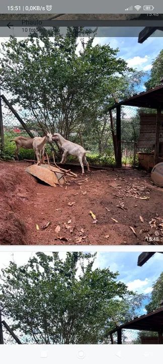 Cabras para venda - Foto 2