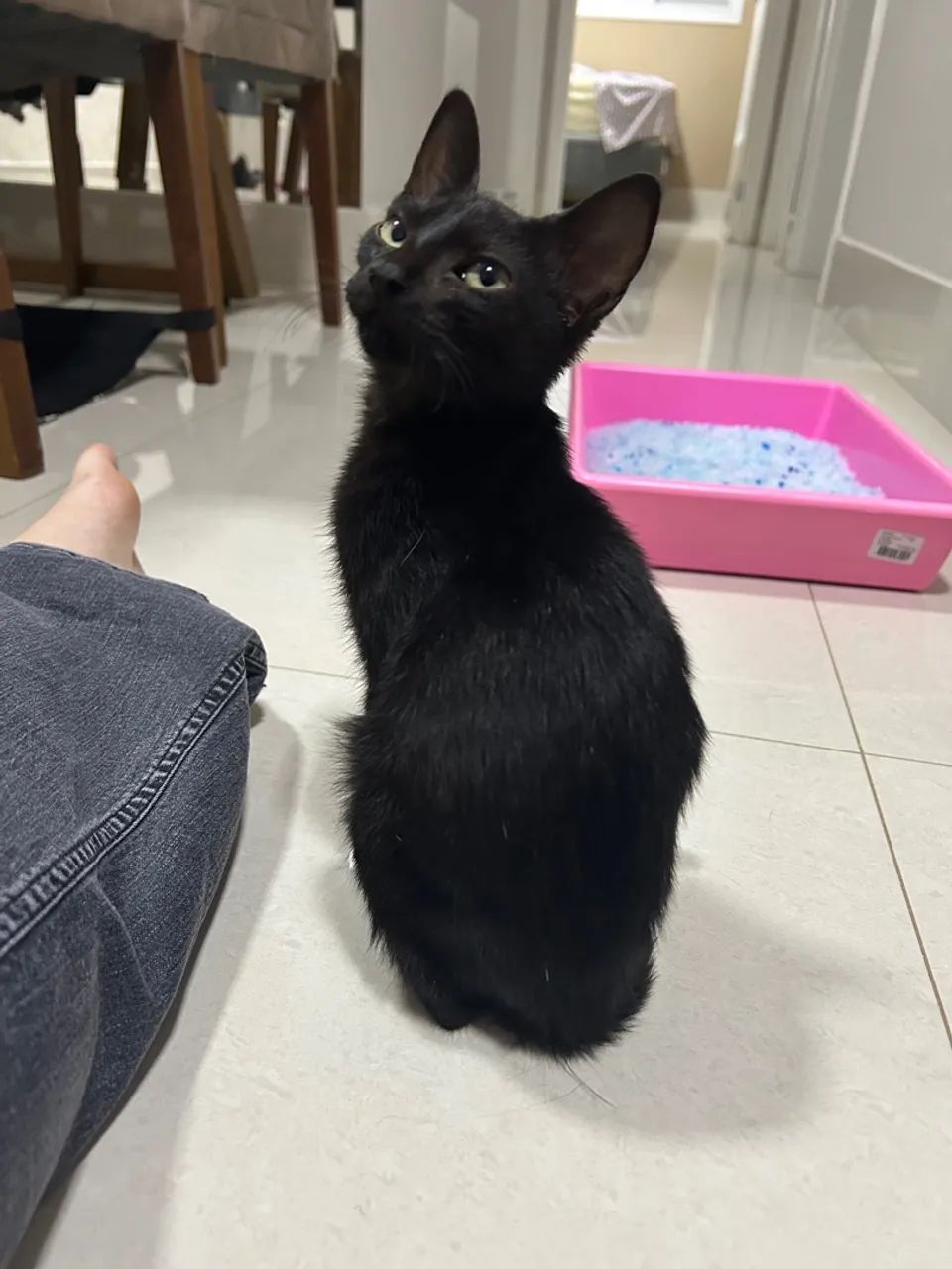 Gatinha preta CASTRAÇÃO GARANTIDA 