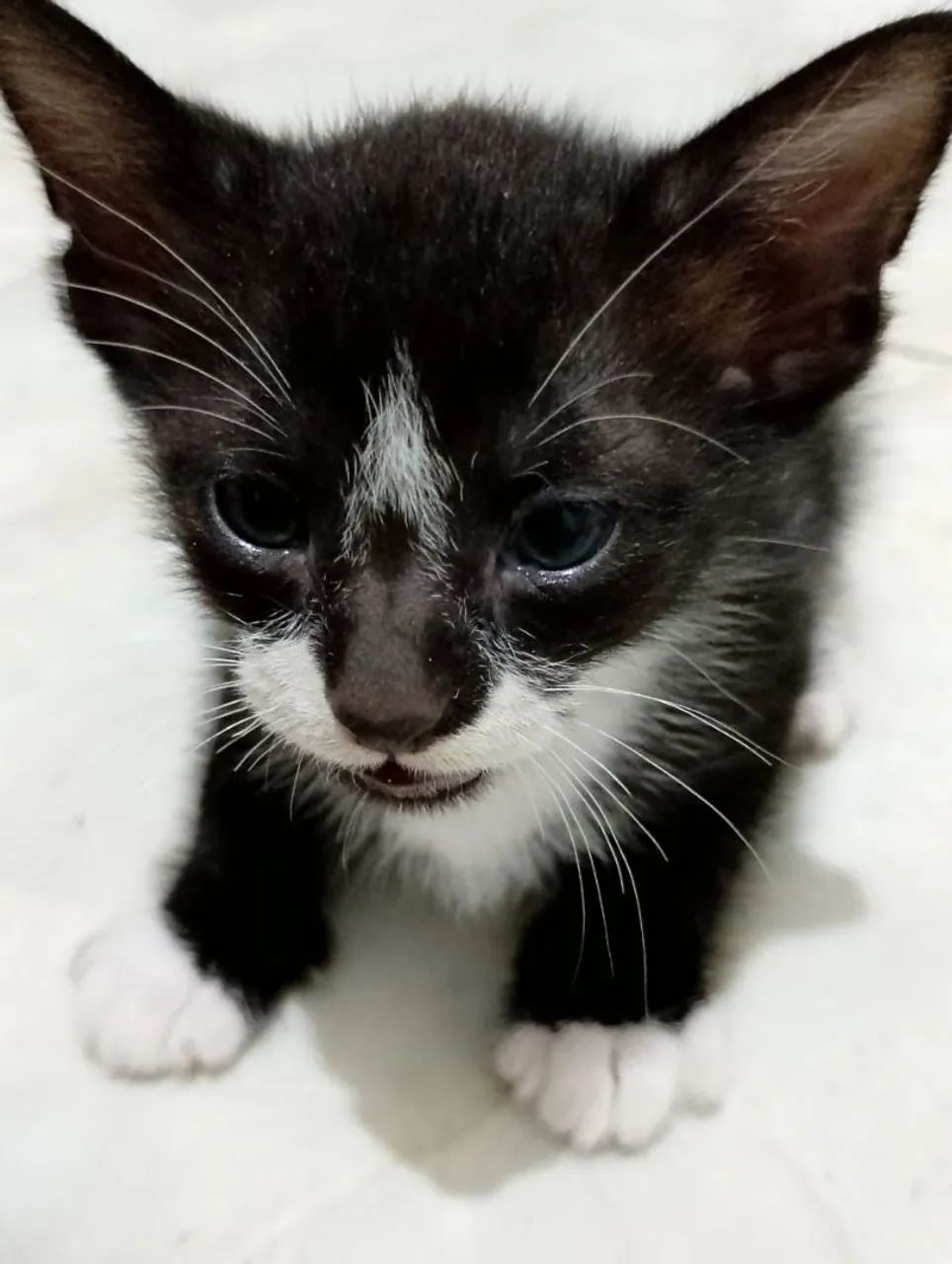 Gatinhos para adoção. - Foto 5