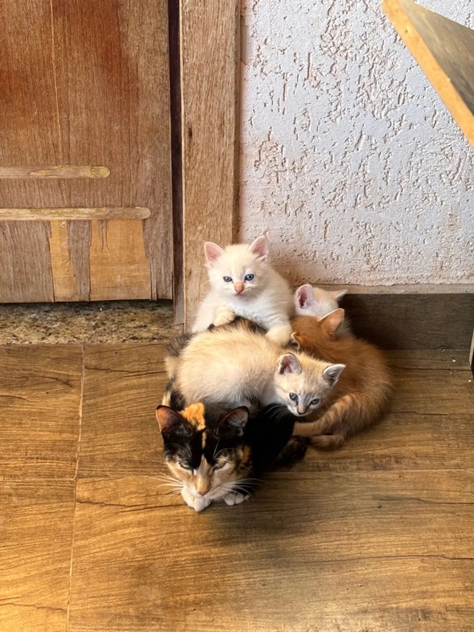 Filhote de gato laranja adorável - Foto 5