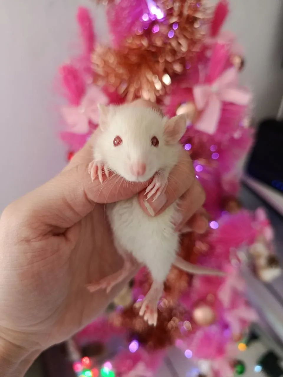 Ratinhos Twister Filhote  - Foto 5